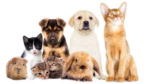 Pet care